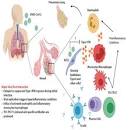 wellhealthorganic.com:healthy-strong-immunity-system