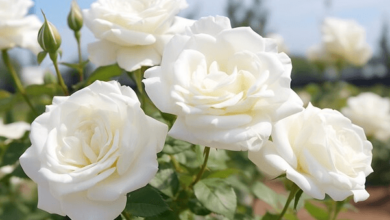 Beautiful:_Tryiaojspg= White Roses