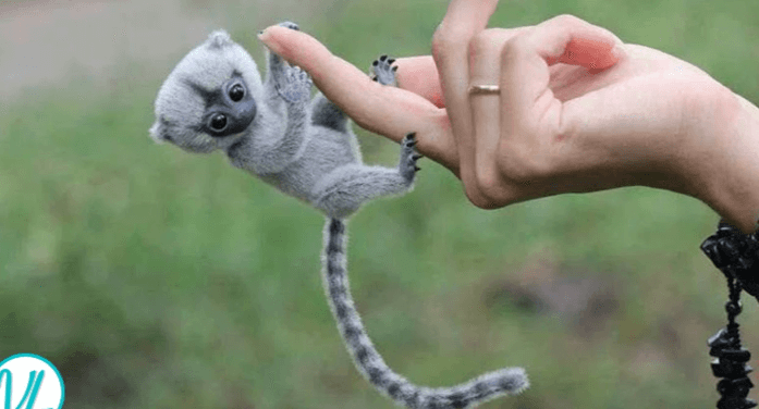 Cute:9ponntxluza= Finger Monkey