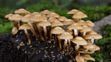 Mushroom Synonym