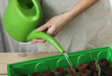 Why Every Gardener Should Use Coconut Coir for Plants.