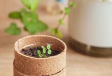 emerging markets trailblazing potential