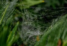 smart web architecture for growth