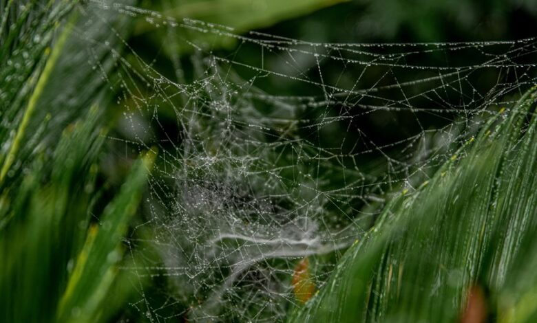 smart web architecture for growth